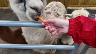Alpaca Trekking At Loch Ness