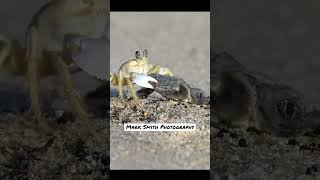 Greedy Crab Steals Defenseless Hatching Sea Turtle From Its Nest And Runs
