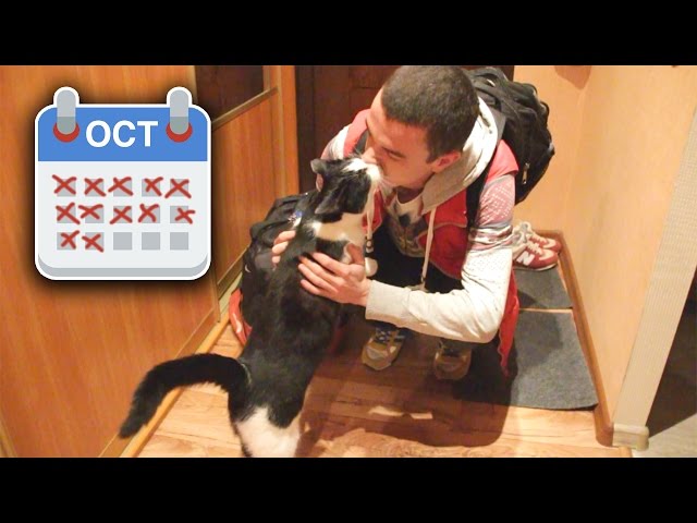 Cat Reacts To Owner Who’s Been Away A Few Weeks - Video