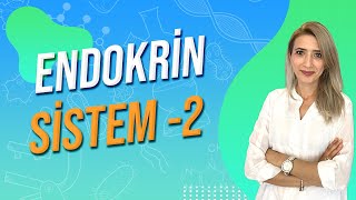 Endokrin Sistem - 2 Seda Hoca Biyoloji 4. Ders