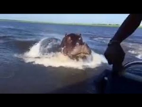 Increible ataque de un hipopotamo a una lancha safari en Zambia