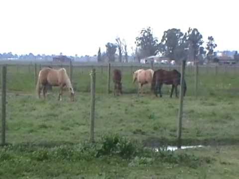 in heat behavior mare in heat videolike in heat behavior mare in heat videolike