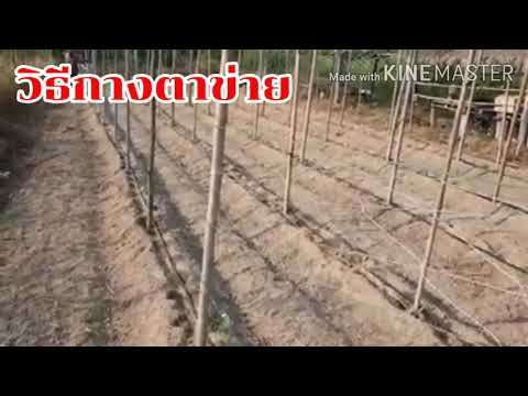 วิธีกางตาข่าย แตงกวา