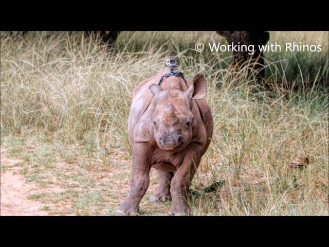 GoPro on a Critically Endangered Black Rhino - Video