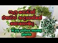 Mal wagawa|how to grow pothos|money plants|