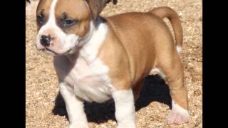 Cobblestone Am Staffordshire Terrier Puppy 4 Weeks Old