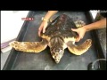Pittsburgh Zoo Turtles Ready For Second Chance In Wild