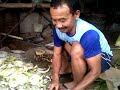image Pakan Ternak Modern Pola Hcs I Cara Mencacah Gedebog I Bagedor