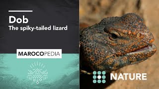 Dob, the spiky-tailed lizard of southern Morocco
