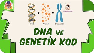 DNA ve Genetik Kod 🧬 8. Sınıf Fen #2023LGS