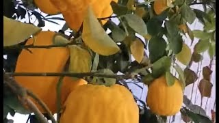 Kavun Ağacı Fidanı Ve Meyvesi, Egzotik Ağaç Kavunu Tadı, Faydaları Ereğlili Recep Morcu Üretiyor