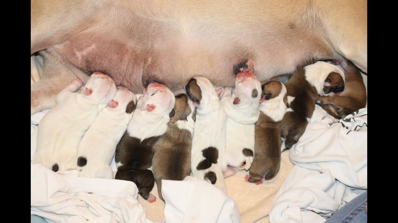 Puppies born without anus