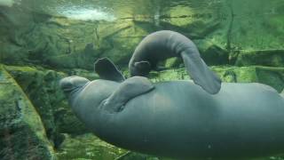 Unique En France Un Bébé Lamantin