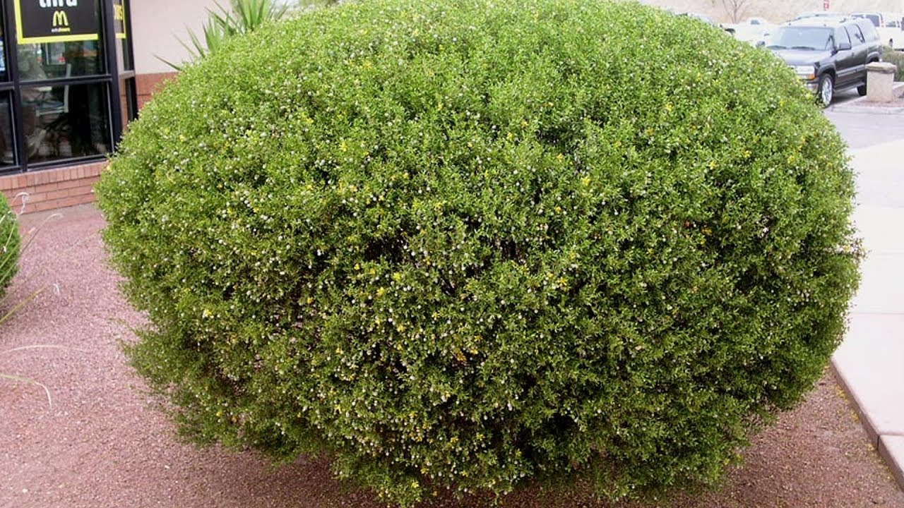 Large bush pic