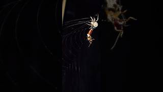 Epic Orb Weaver Spider Vs. Earwig