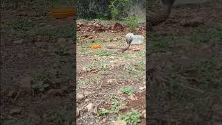 Cobra Snake Release Videos