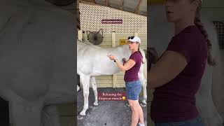 Releasing The Low Back Region On A Horse Mage