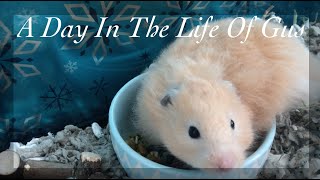 A Day In The Life Of Gus