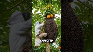 I Looked Up And Realized It Wasnt Just A Papaya Tree It Was A Bee Hotel.