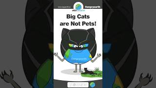 Big Cats Are Not Pets