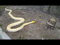 Yellow Head Lavender Albino Retic!