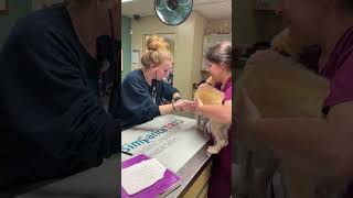 Skill 8 Video Of Getting A Heart Rate On A Canine