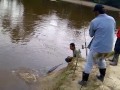 image Ikan Belida Sungai Bernam Estate Ulu Basir