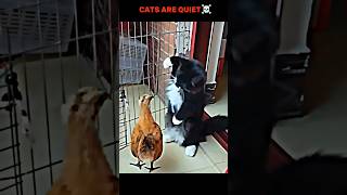 Brave Chicken Stands Up To Cat Cat Completely Defeated