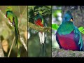 A beleza ímpar do Quetzal da América Central.