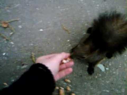 squirrels with nuts. Wild squirrels eating nuts in