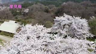 【伊達の桜シリーズ 2022】梁川町 やながわ希望の森公園
