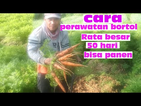 Cara nanam wortol terbaik,di panen hanya 50/60 hari tumbuh besar