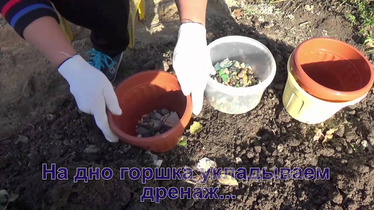 Пересадить розу из горшка в открытый грунт Пересадить розу из горшка в открытый грунт