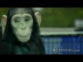 Chimpanzee bottle feeds tiger cubs