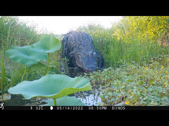Watch Trail Cam Catches American Alligator at Red Slough WMA on YouTube.