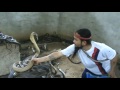 cobra