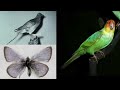 The Endangered Species Act: 40 Years at the Forefront of Wildlife Conservation
