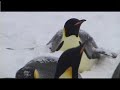 A Visit to the Emperor Penguins Rookery at Snow Hill Island, Antarctica