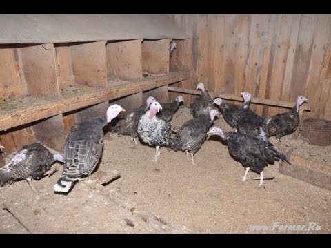 Гусята 1 месяц содержание и уход Гусята 1 месяц содержание и уход
