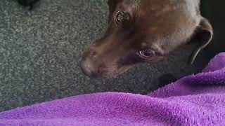 Patterdale Terriers Es Playfighting Running Tug Of War. Black Fell Earth Dogs - Athletic Fit