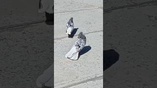 Əbrəş Ağquyruq Göyərçin