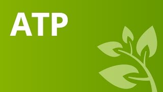 ATP - die Energiewährung | Biologie | Zellbiologie