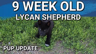 Lycan Shepherd Pup Update 9 Weeks Old