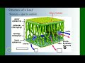 Photosynthesis Part 5: C4 and CAM