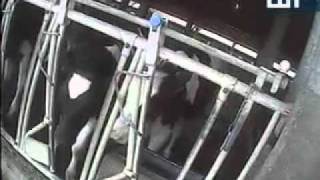 Rai Tg1 20 05 11 Allevamenti Tortura Per Mucche Macchina