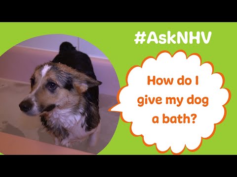 #AskNHV​: How To Give My Dog A Bath