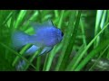 Electric Blue Rams spawning
