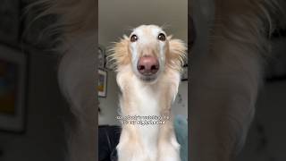 Sighthounds Are Always Watching