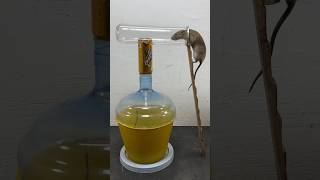 Interesting Homemade Mouse Trap Idea From Plastic Pipes #Rat #Rattrap #Mousetrap #Shorts