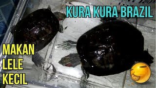 KURA KURA BRAZIL MAKAN LELE HITAM KECIL SENDIRIAN